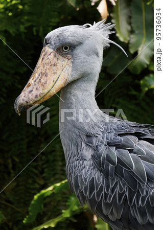 ハシビロコウ 95736034