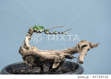 Bonsai or cultivation of  premna trees to mimic the shape and scale of full size ones 95736526