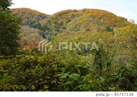 里山のブナの樹林がオレンジ色になってきた 福島県只見町 里山のブナの樹林がオレンジ色になってきた 福島県只見町 95737136