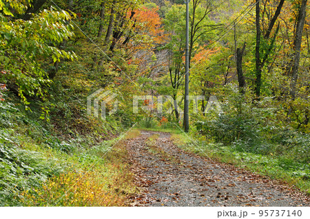 毘沙沢林道の紅葉　福島県只見町 95737140