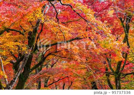 京都嵯峨嵐山の秋　紅葉の宝厳院 95737336