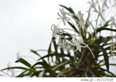 小さく白い風蘭の花 小さく白い風蘭の花 95737438