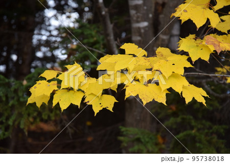 紅葉　札幌市　20221030006 95738018