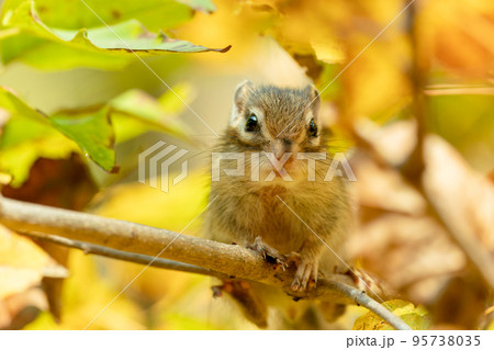 紅葉の樹木の小枝で前を向いて一休みするエゾシマリス 紅葉の樹木の小枝で前を向いて一休みするエゾシマリス 95738035