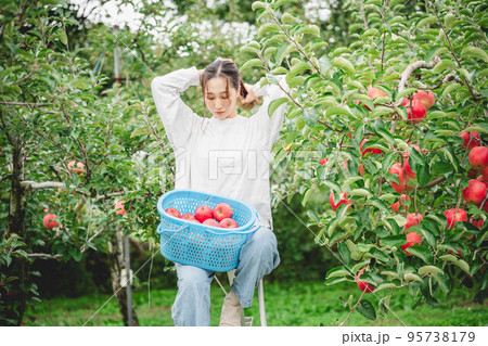 リンゴを収穫する女性 リンゴを収穫する女性 95738179