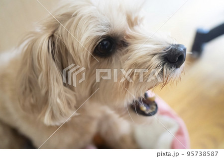 大きな口を開けてガムを食べる愛犬 95738587