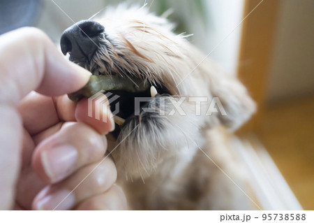 大きな口を開けるかわいい犬 95738588