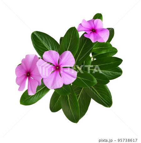Pink flowers and green leaves of Catharanthus (Vinca major) isolated Pink flowers and green leaves of Catharanthus (Vinca major) isolated 95738617