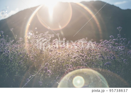 夕方の日の光と紫色の花 95738637