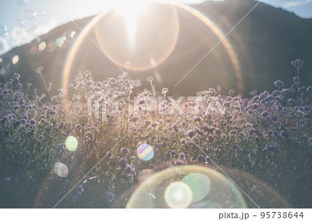 夕方の日の光と紫色の花 夕方の日の光と紫色の花 95738644