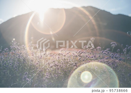 夕方の日の光と紫色の花 夕方の日の光と紫色の花 95738666