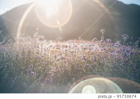 夕方の日の光と紫色の花 95738674