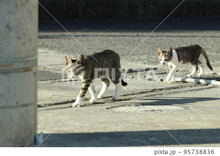 仲良し自由猫きょうだい 95738836