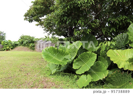 沖縄の勝連城跡に広がる南国らしいクワズイモの葉と自然 95738889