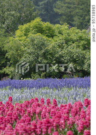 見頃を迎えた色とりどりの咲き乱れる綺麗な花 見頃を迎えた色とりどりの咲き乱れる綺麗な花 95738985