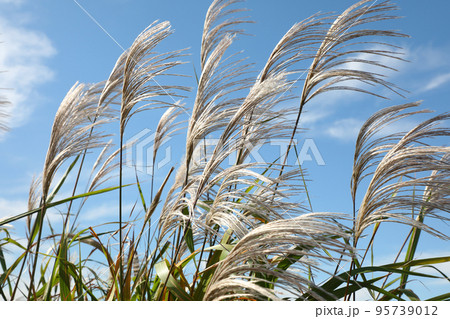 ススキ 95739012
