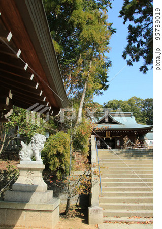 神戸・多井畑厄神八幡宮の狛犬と拝殿 神戸・多井畑厄神八幡宮の狛犬と拝殿 95739019