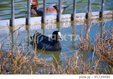 オオバン オオバン 95739080