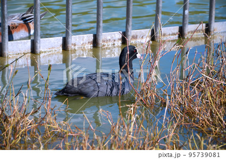 オオバン 95739081