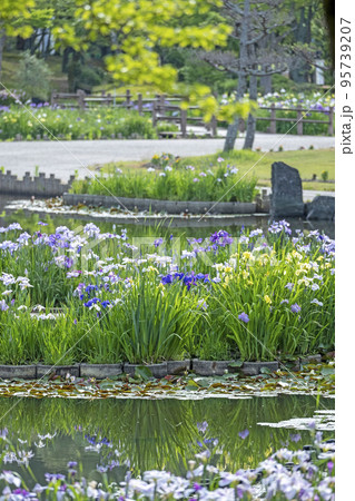 初夏の公園　水面に映る夏色イメージ 95739207
