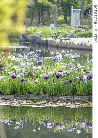 初夏の公園　水面に映る夏色イメージ 95739209