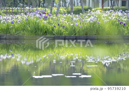 初夏の公園　水面に映る夏色イメージ 95739210