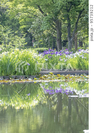 初夏の公園 水面に映る夏色イメージ 初夏の公園 水面に映る夏色イメージ 95739212