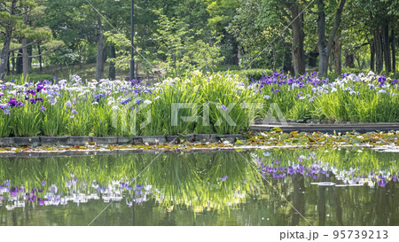 初夏の公園　水面に映る夏色イメージ 95739213