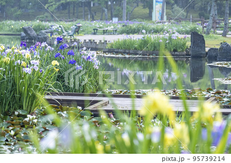 初夏の公園 水面に映る夏色イメージ 初夏の公園 水面に映る夏色イメージ 95739214