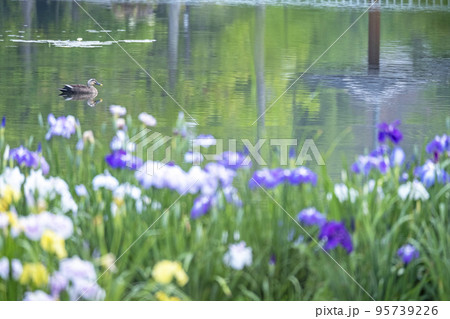 初夏の公園　水面に映る夏色イメージ 95739226
