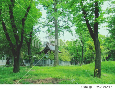 日本の静かな林の風景 95739247