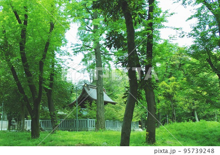 日本の静かな林の風景 日本の静かな林の風景 95739248