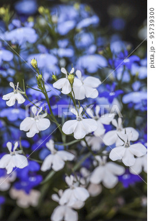 ロベリアの花 95739300