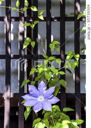 クレマチスの花と蔓が絡んだ格子戸 クレマチスの花と蔓が絡んだ格子戸 95739304