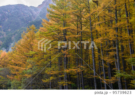 カラマツ林の黄葉と雪化粧の六百山 95739623
