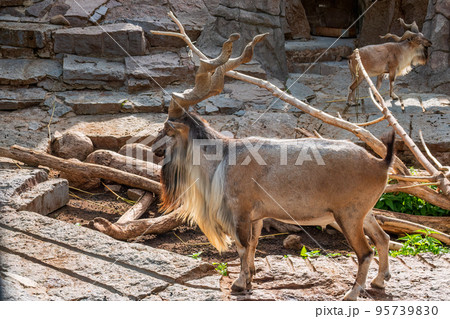 Close-up portrait of Markhor, Capra falconeri, wild goat native to Central Asia, Karakoram and the Himalayas 95739830