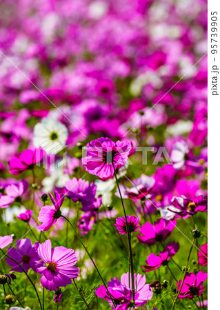 あぐりの丘のコスモス　【長崎県長崎市】 95739905