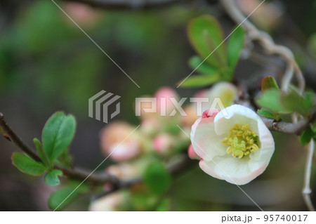 白い木瓜の花 95740017