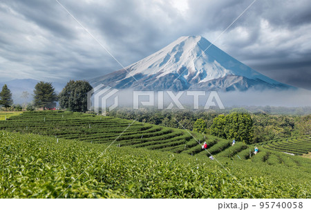 Beautiful fresh green tea plantation . Green tea plantation near Mountain Fuji. Beautiful fresh green tea plantation . Green tea plantation near Mountain Fuji. 95740058