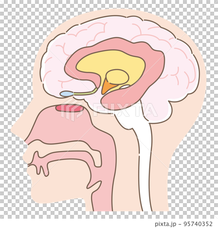 嗅覺上皮和大腦 無名稱 95740352