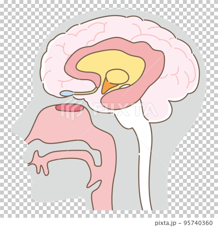 嗅上皮と脳　名称無し（ボディグレー） 95740360
