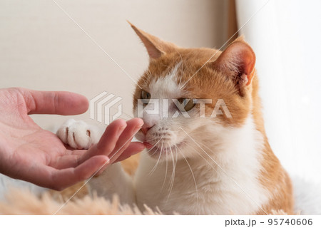 猫を撫でる 茶トラ白 猫を撫でる 茶トラ白 95740606