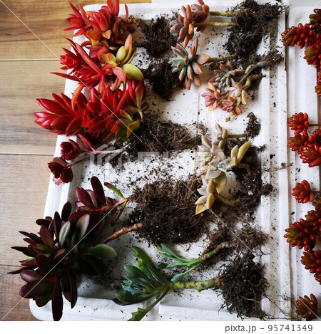 多肉植物　植え替え 95741349