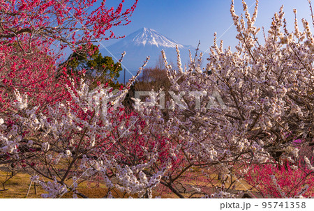 春の訪れ 春の訪れ 95741358