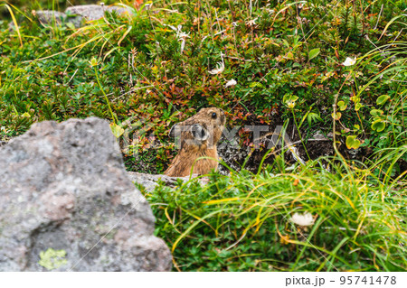 エゾナキウサギ 95741478
