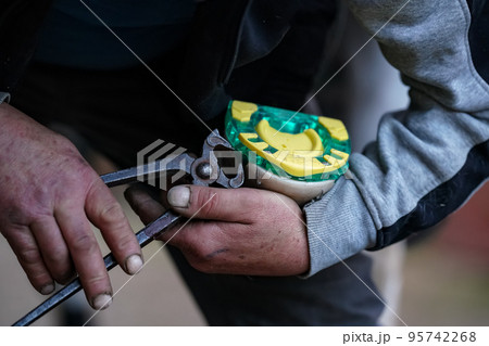 Man farrier installing plastic horseshoe to hoof. Closeup up detail to hands holding animal feet and metal tongs 95742268