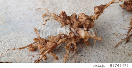 マメ科の植物に共生している根粒菌 95742475