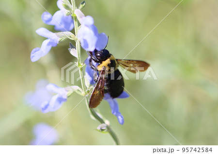 サルビア・アズレアの花とクマバチ 95742584