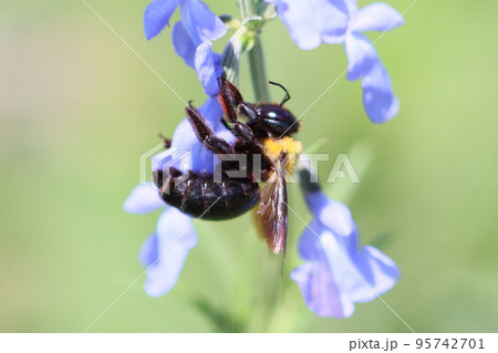 サルビア・アズレアの花とクマバチ サルビア・アズレアの花とクマバチ 95742701