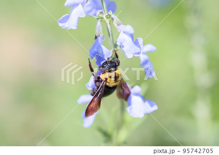 サルビア・アズレアの花とクマバチ 95742705